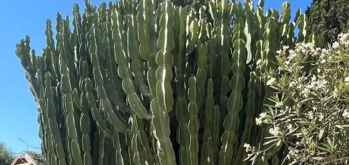 Botanicactus Mallorca